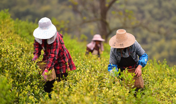 White Tea Picking – Spring Season Exclusive